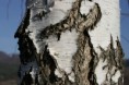/album/slovensko/breza-jpg/